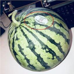 网红正常吃的瓜是什么