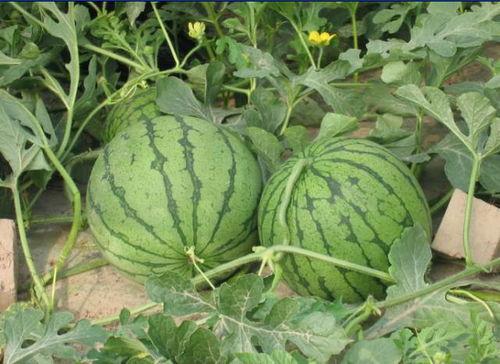 唐山网红吃瓜事件真相是真的吗,真相揭秘，还原事件始末