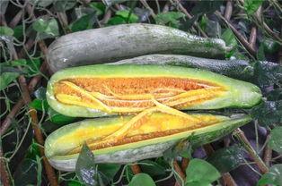 网红海边吃瓜,瓜果飘香，尽享夏日风情