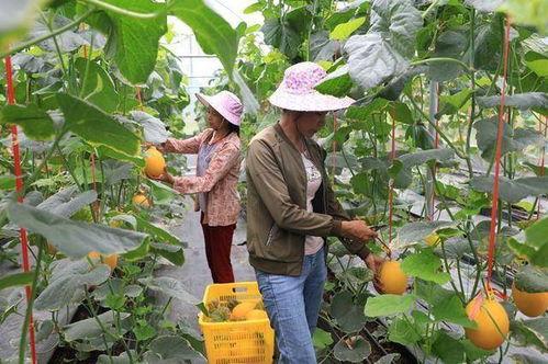 平顶山网红吃瓜