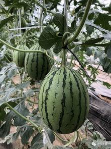 网红爆料吃瓜最新